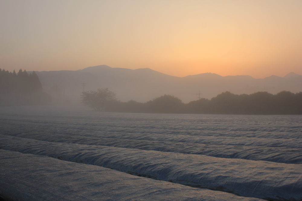 Beschattung für den Gyokuro