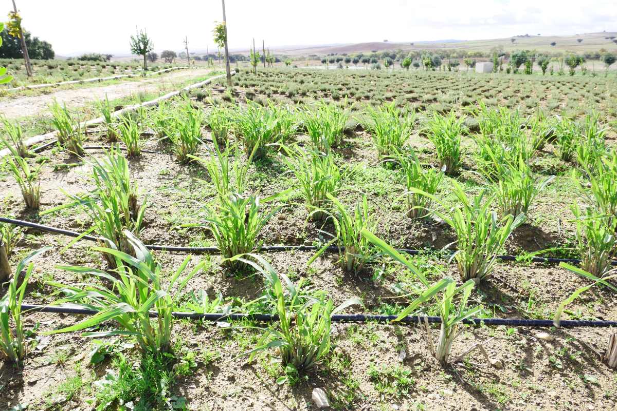 Zitronengras-Anbau im Alentejo, Portugal