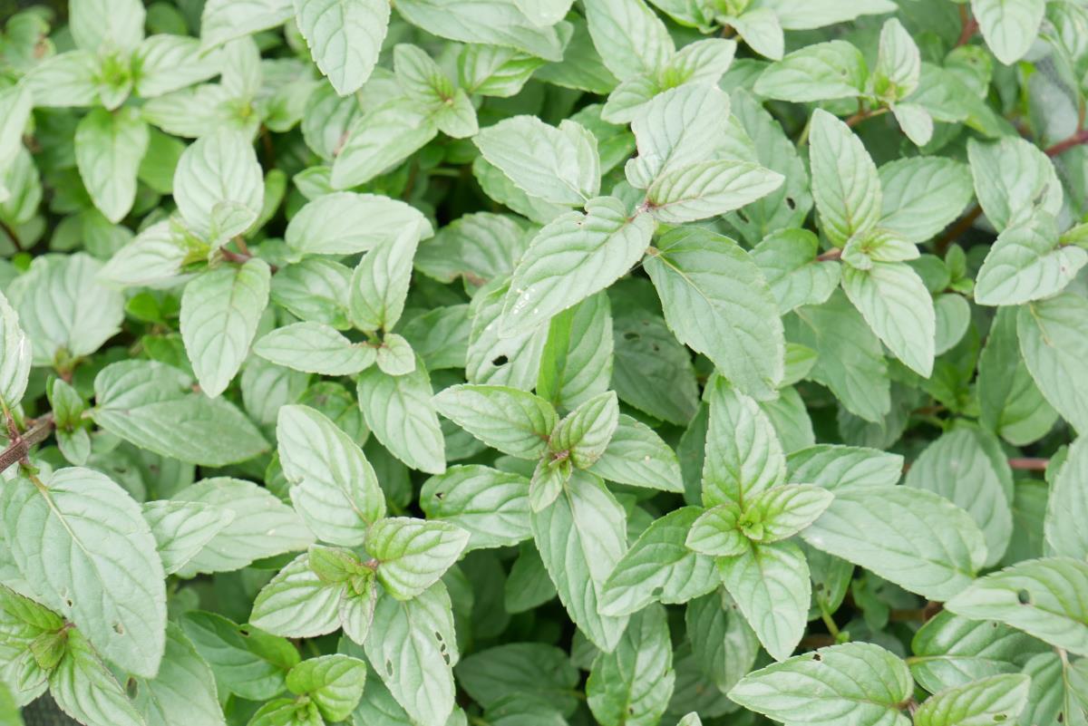 Pfefferminze hat eine stark kühlende Wirkung