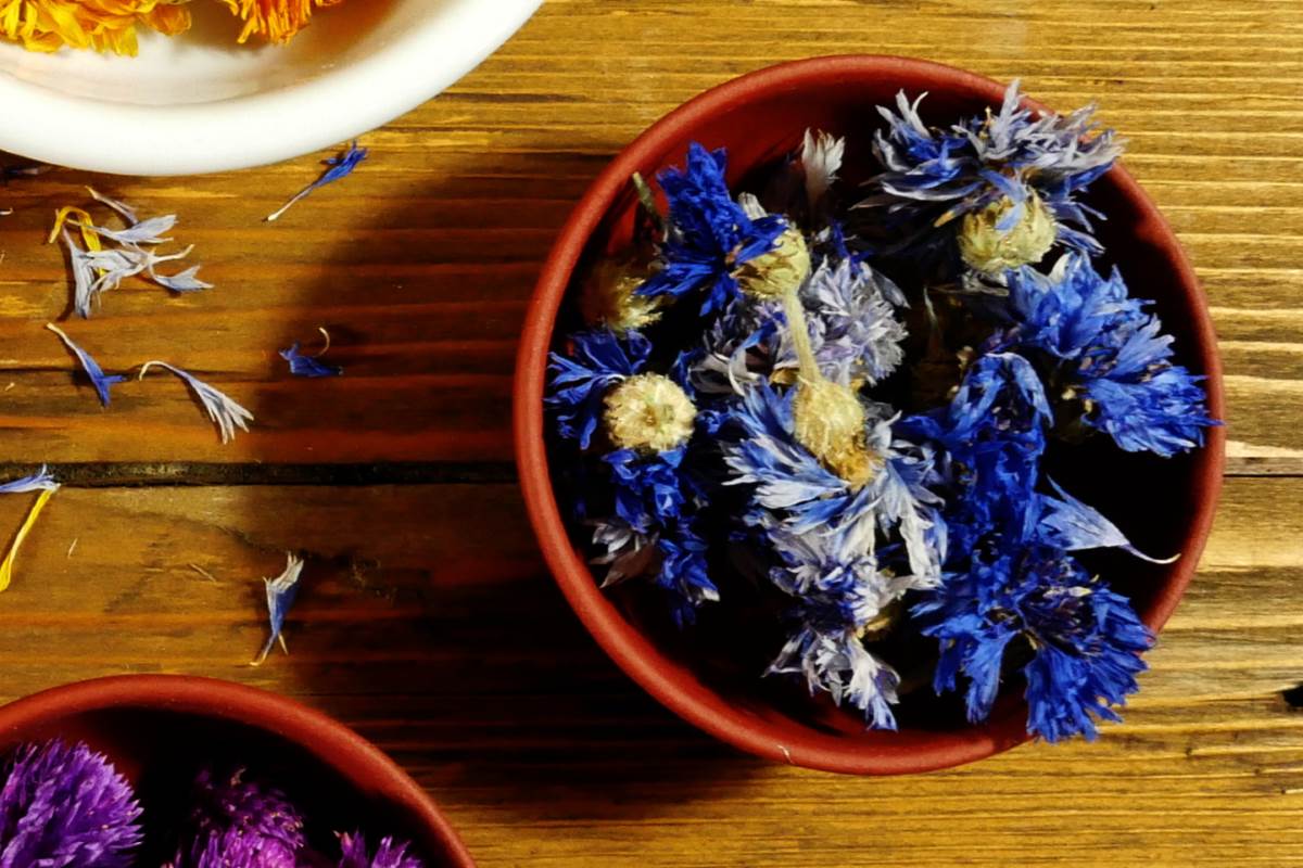 Getrocknete Blüten der Kornblume