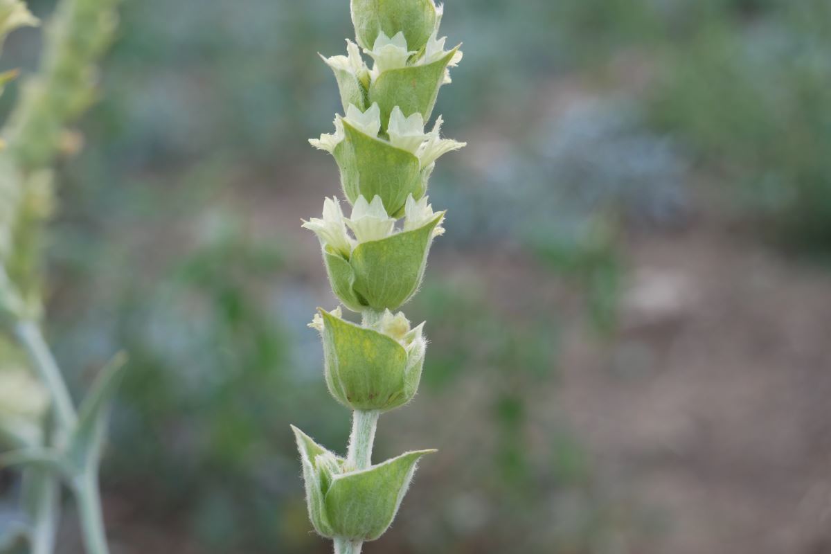 Blütendolde Sideritis Raeseri