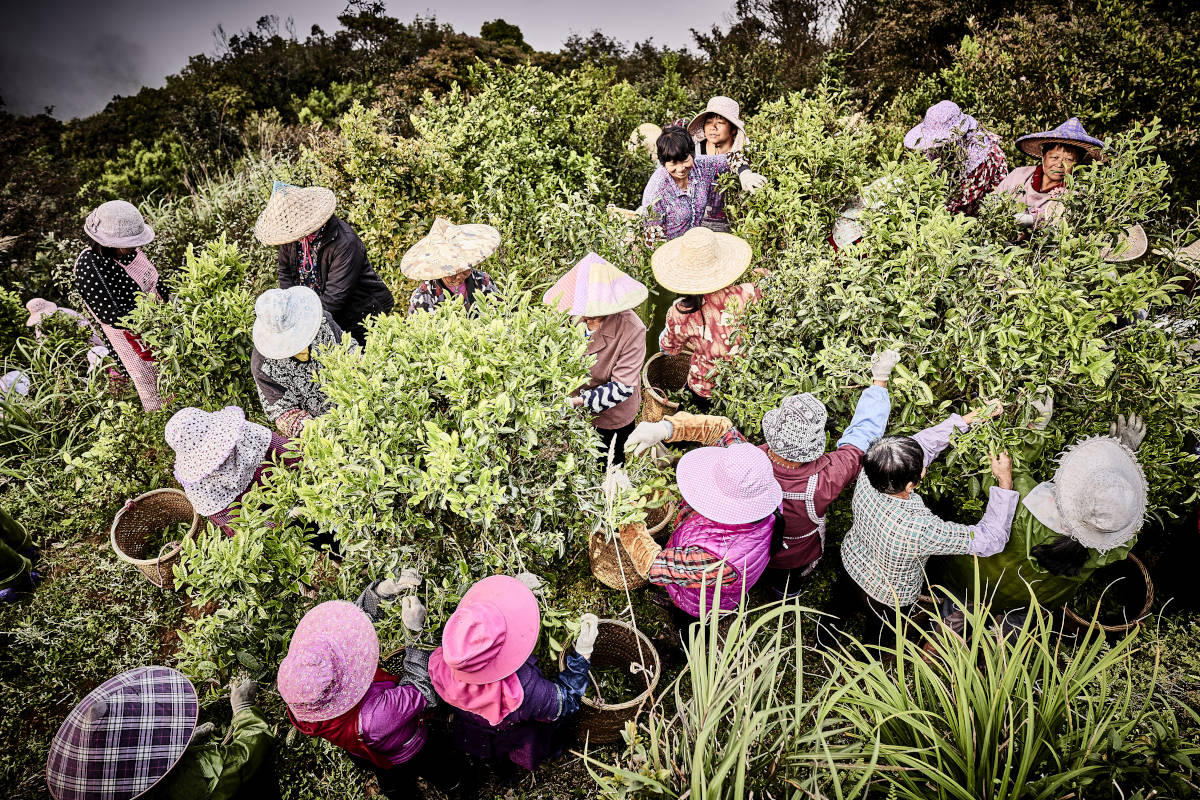Wudong Dancong Oolong Teebüsche