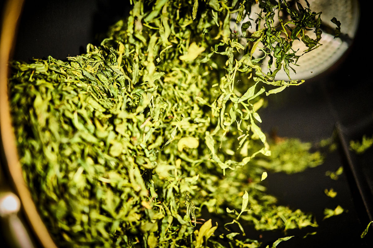 Schütteln und Lüften der Milky Oolong Teeblätter