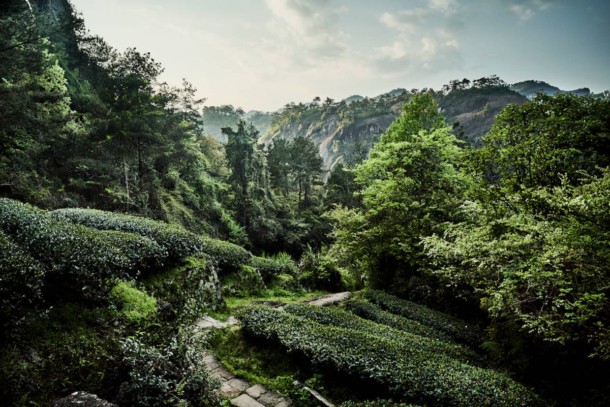Shui Xian Teegärten in Wuyi Shan