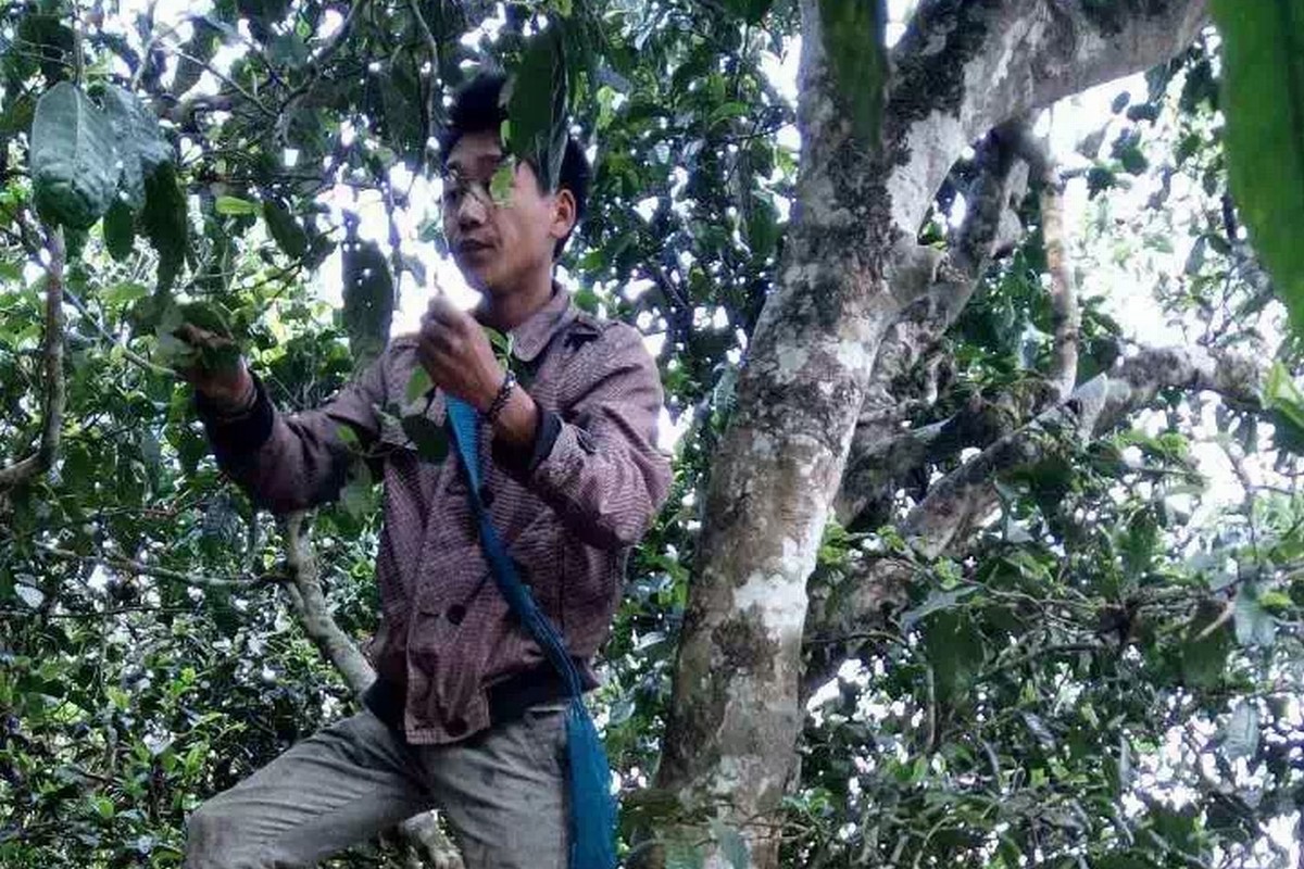 Teeplücker-Camellia-Taliensis