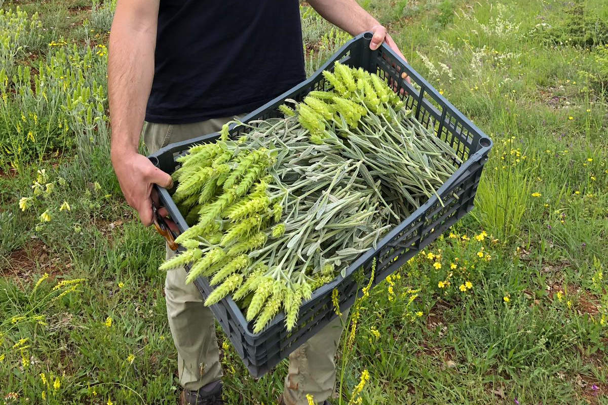 Die erste Ernte des Jahres